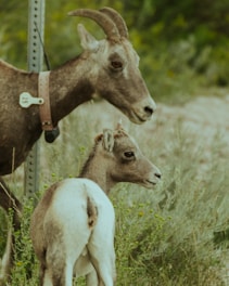 A goat and its kid stand closely together in a grassy area. The goat has curved horns and is wearing a leather collar with a numbered tag. The kid, with its fluffy white and brown coat, stands near the parent, both looking in the same direction. The background is filled with green foliage.