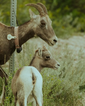 A goat and its kid stand closely together in a grassy area. The goat has curved horns and is wearing a leather collar with a numbered tag. The kid, with its fluffy white and brown coat, stands near the parent, both looking in the same direction. The background is filled with green foliage.