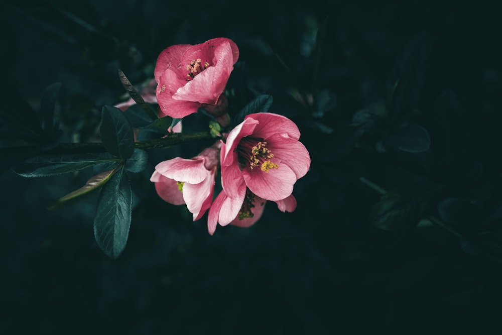 two pink flowers with green leaves on a dark background