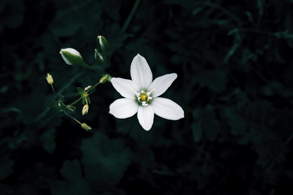 a white flower with a yellow stamen on a dark background