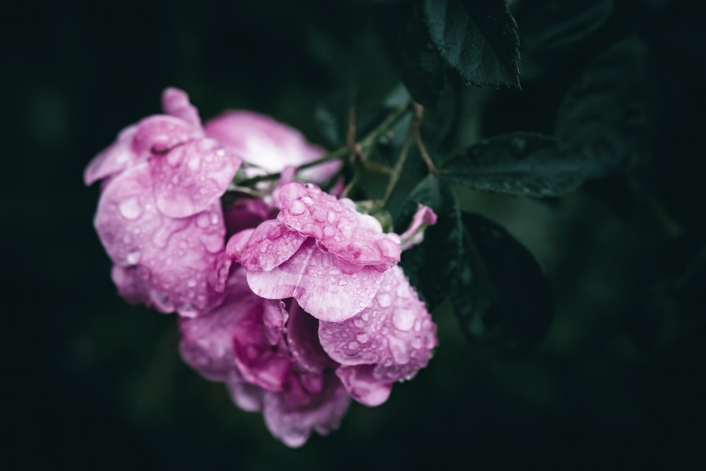 a bunch of pink flowers with water droplets on them