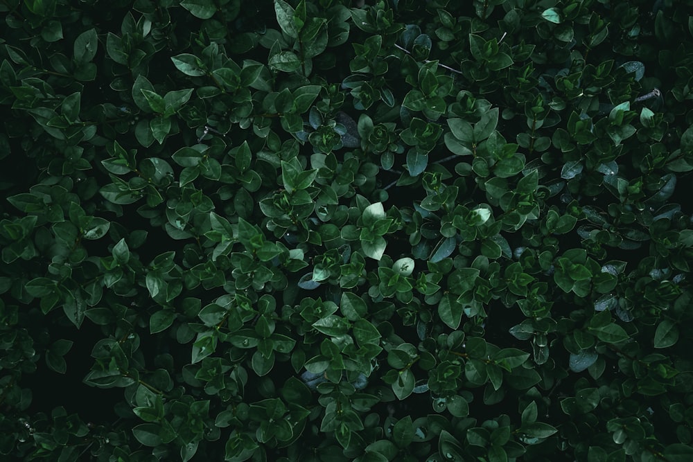 a close up of a bush with green leaves