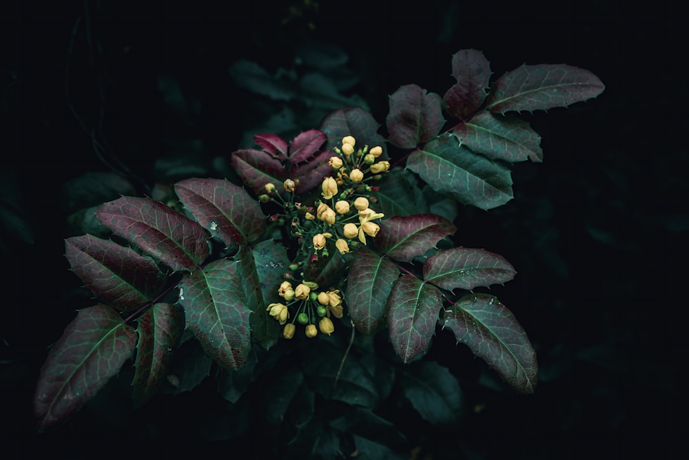 a plant with yellow flowers and green leaves