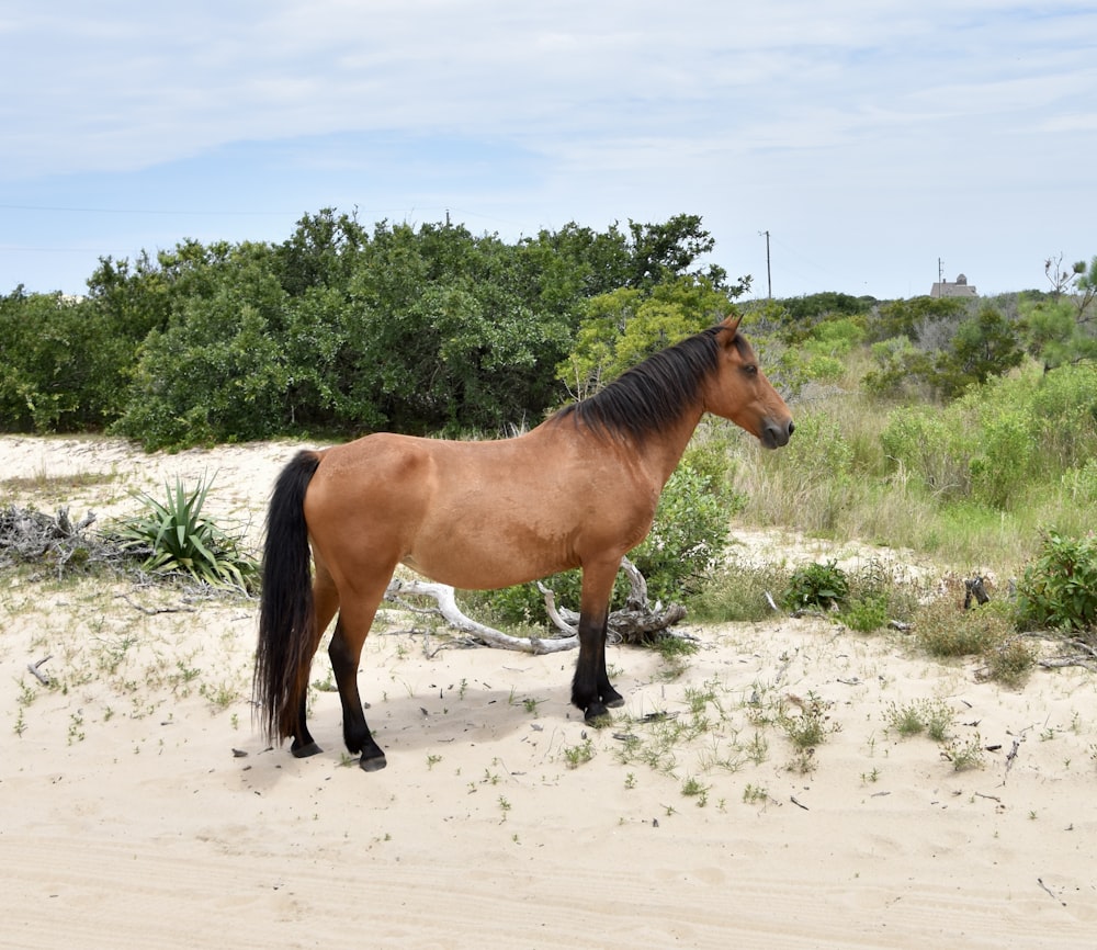 a brown horse standing on top of a sandy beach