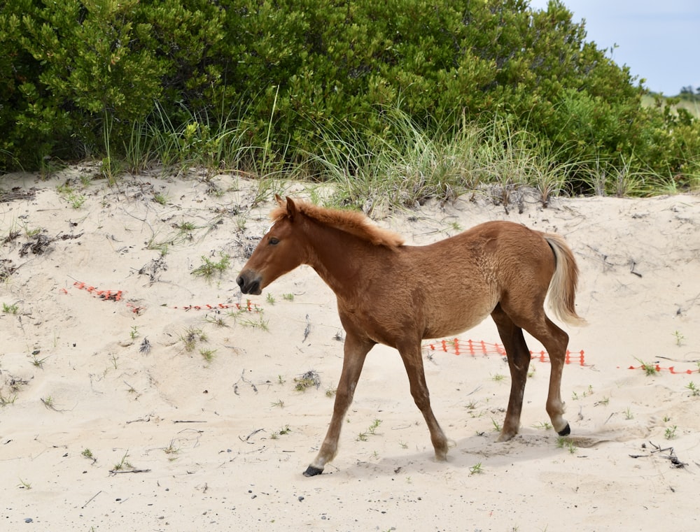 a small brown horse standing on top of a sandy beach