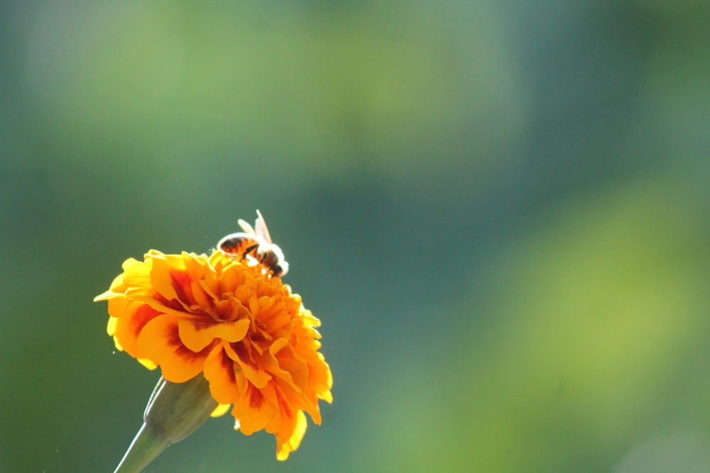a yellow flower with a bee on top of it