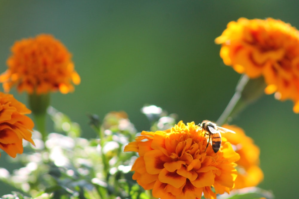 a bee on a flower in the sun