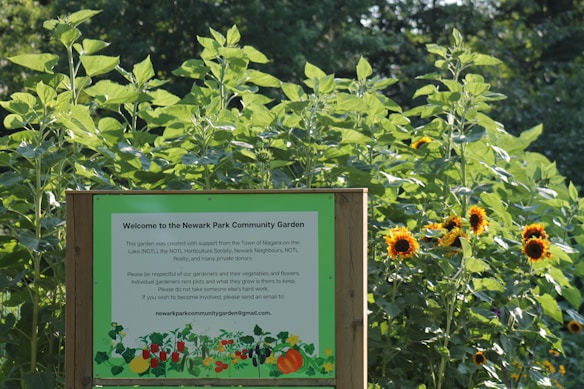 A community garden sign stands in front of a lush growth of tall green plants, with numerous sunflowers blooming beside it. The sign details information about the Newark Park Community Garden and its contributors.