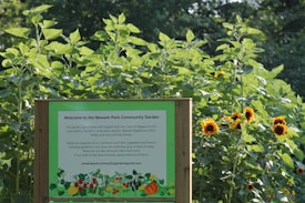 A community garden sign stands in front of a lush growth of tall green plants, with numerous sunflowers blooming beside it. The sign details information about the Newark Park Community Garden and its contributors.