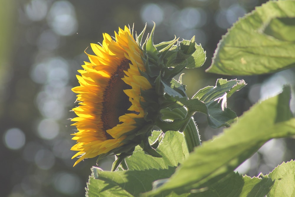 a large sunflower is blooming on a sunny day