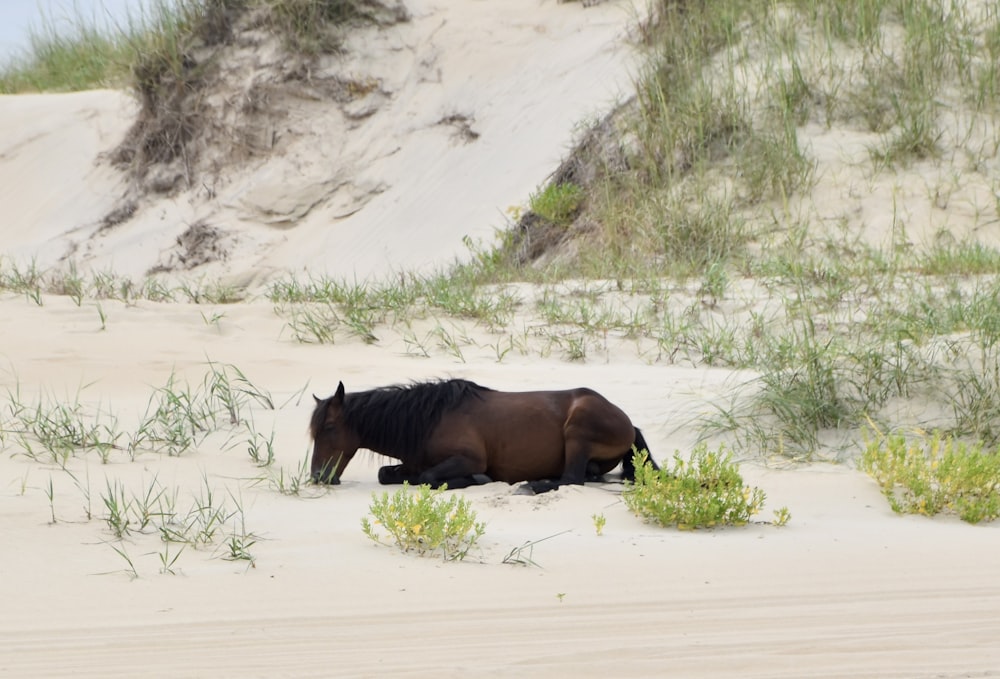 a brown horse laying on top of a sandy beach