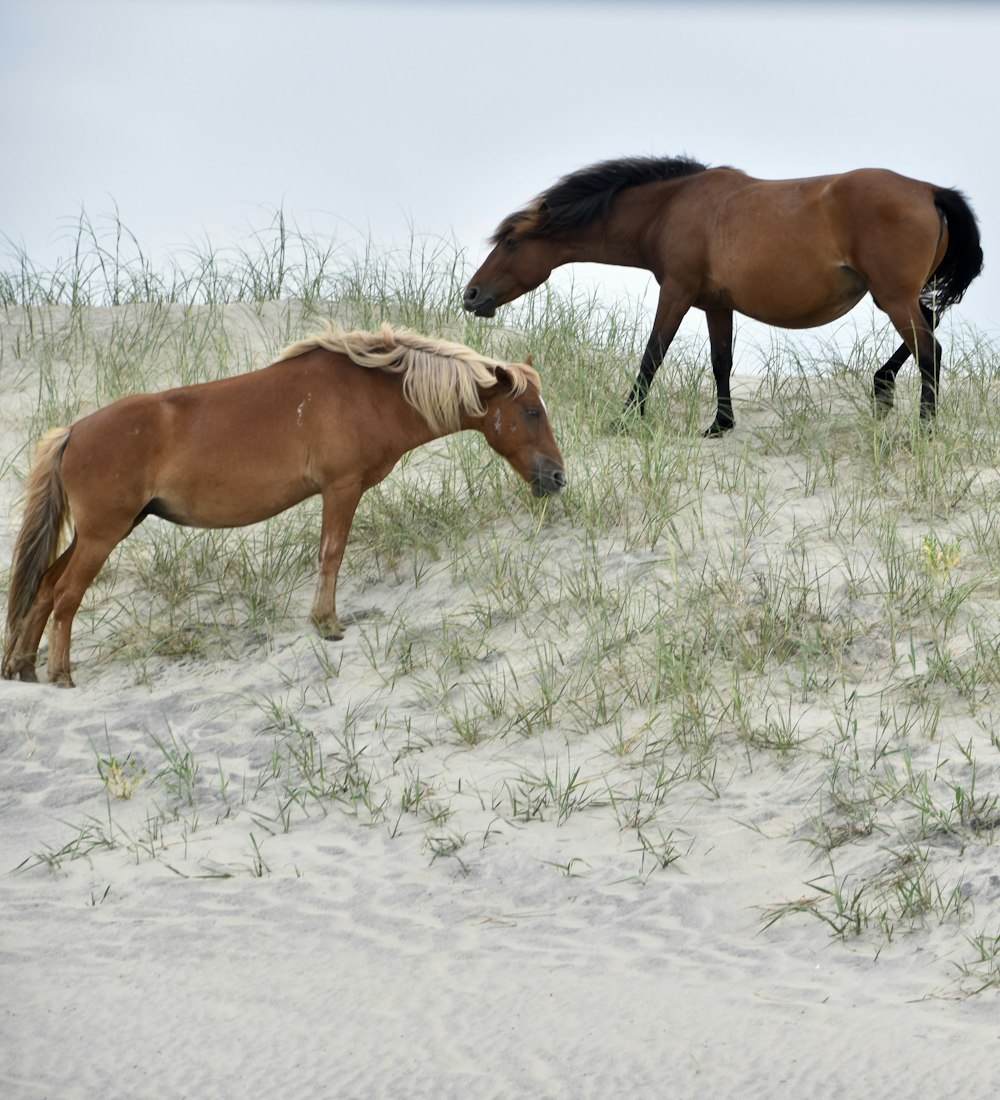 a couple of horses standing on top of a sandy beach