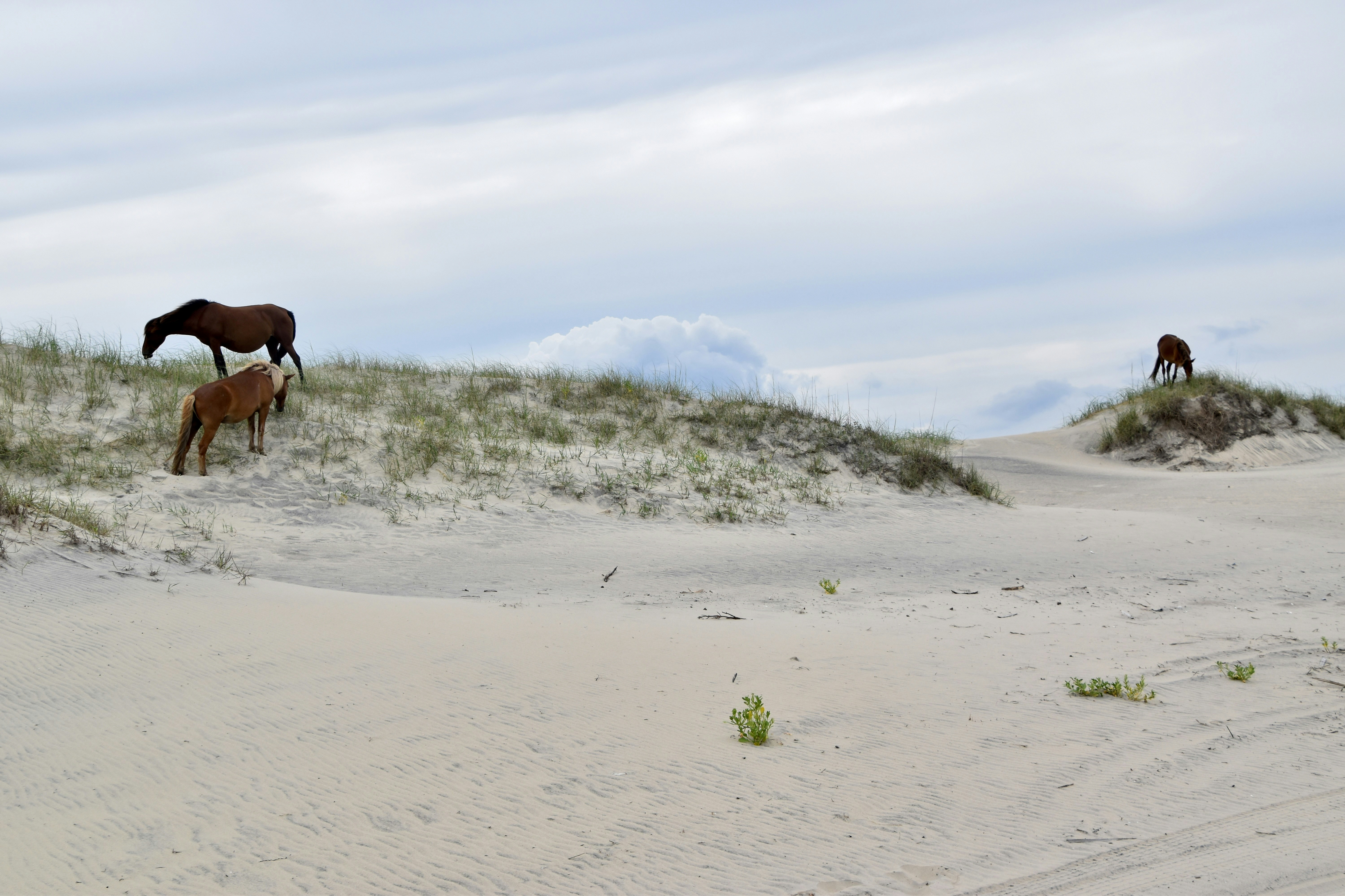 ein paar Pferde, die im Sand stehen