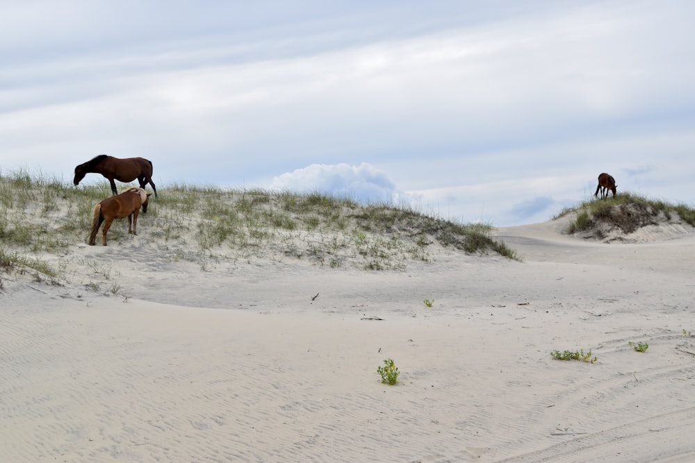 a couple of horses that are standing in the sand