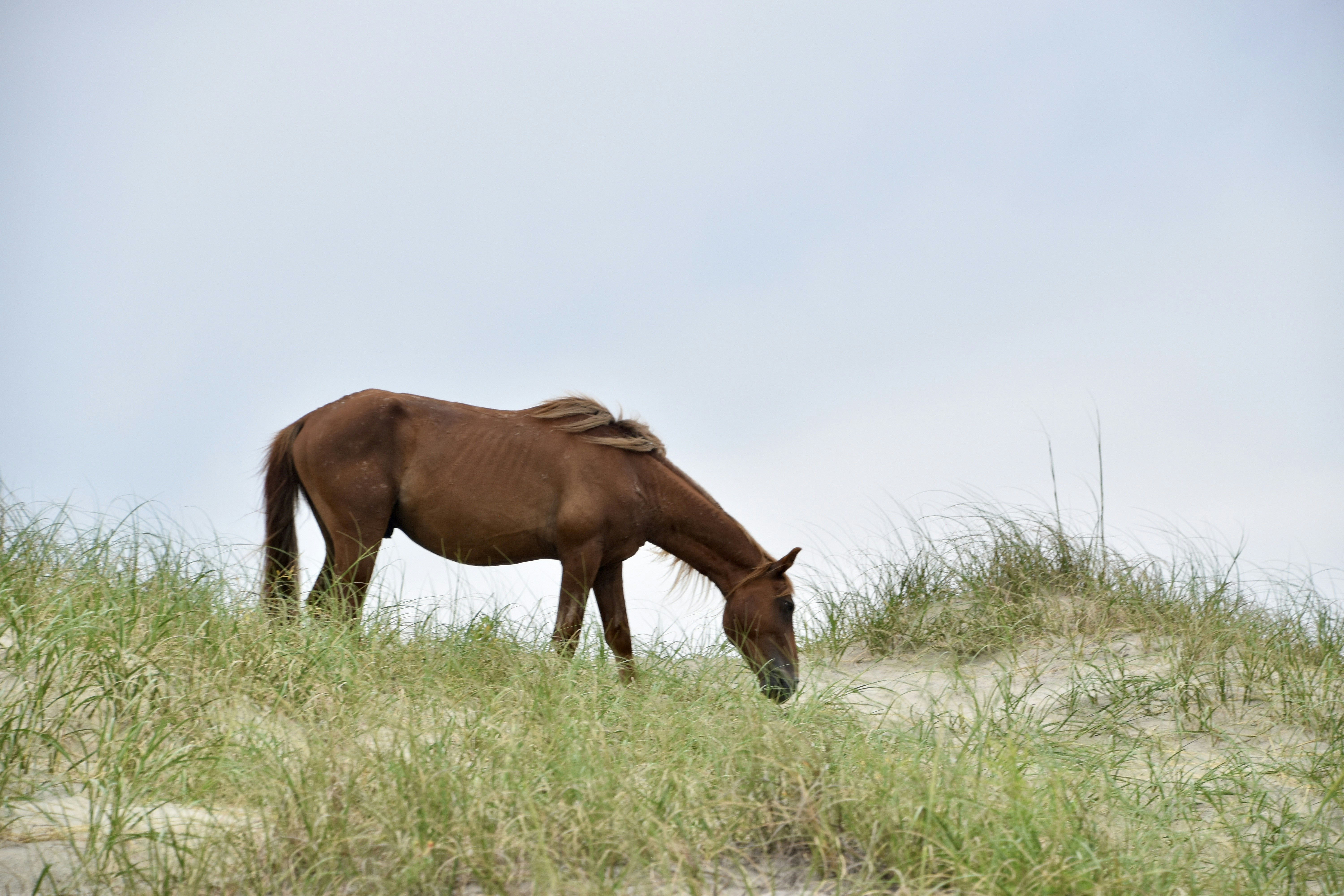 ein braunes Pferd, das auf einem grasbewachsenen Feld grast