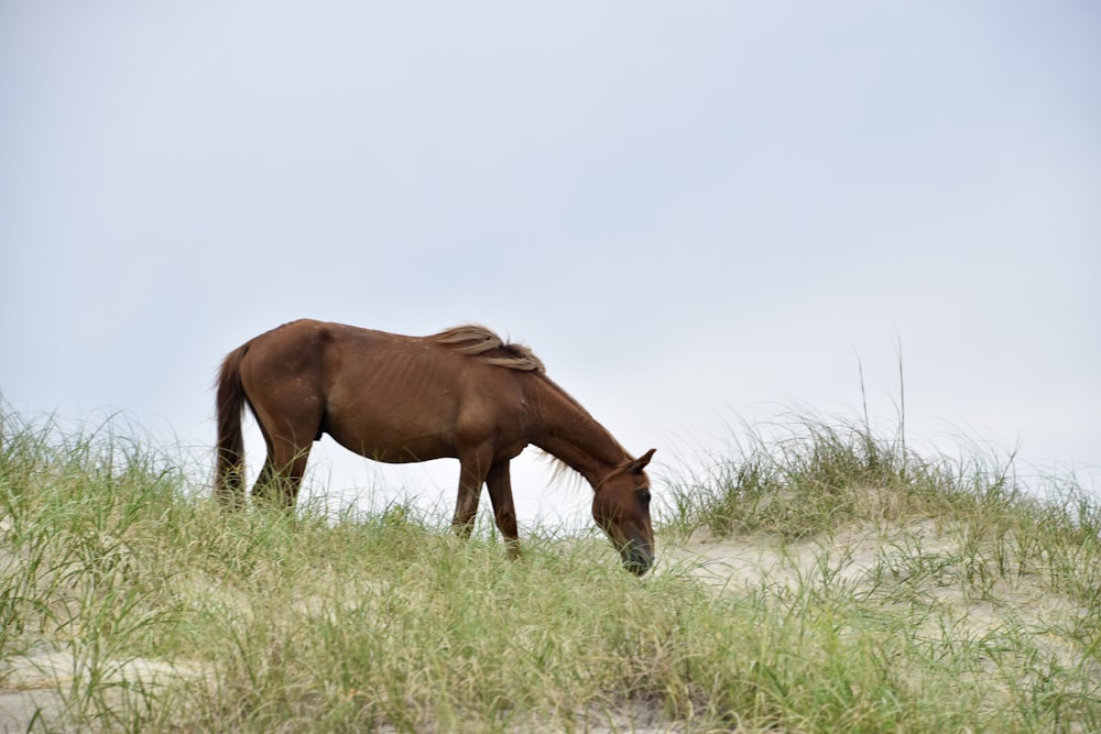 a brown horse grazing in a grassy field