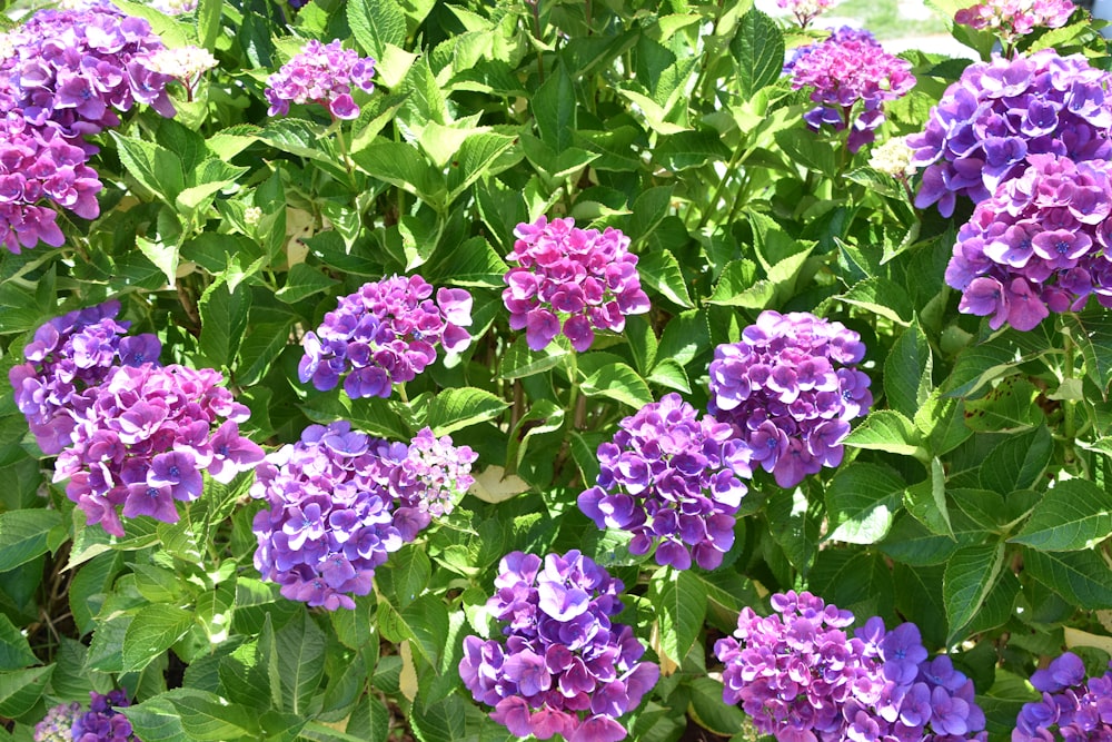 a bush of purple flowers with green leaves