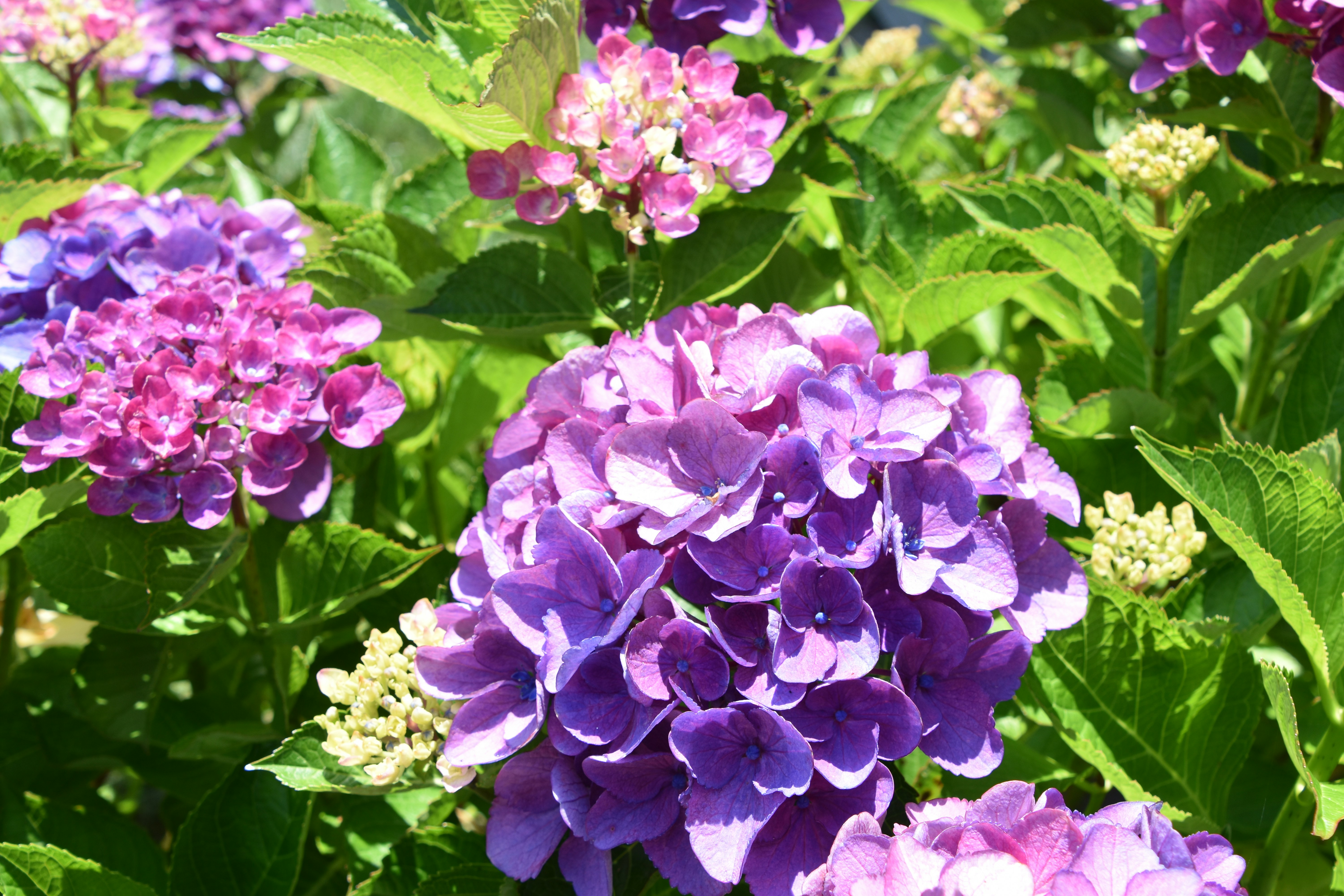 a bunch of purple and white flowers in a garden, hydrangea flowers in the sun summertime, green purple pink shades of all
