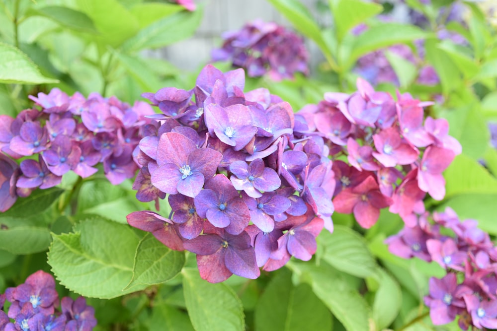 a bunch of purple flowers with green leaves