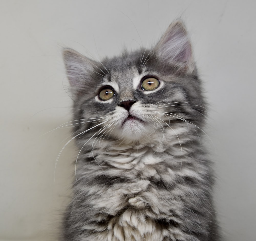 a gray and white kitten with a surprised look on its face