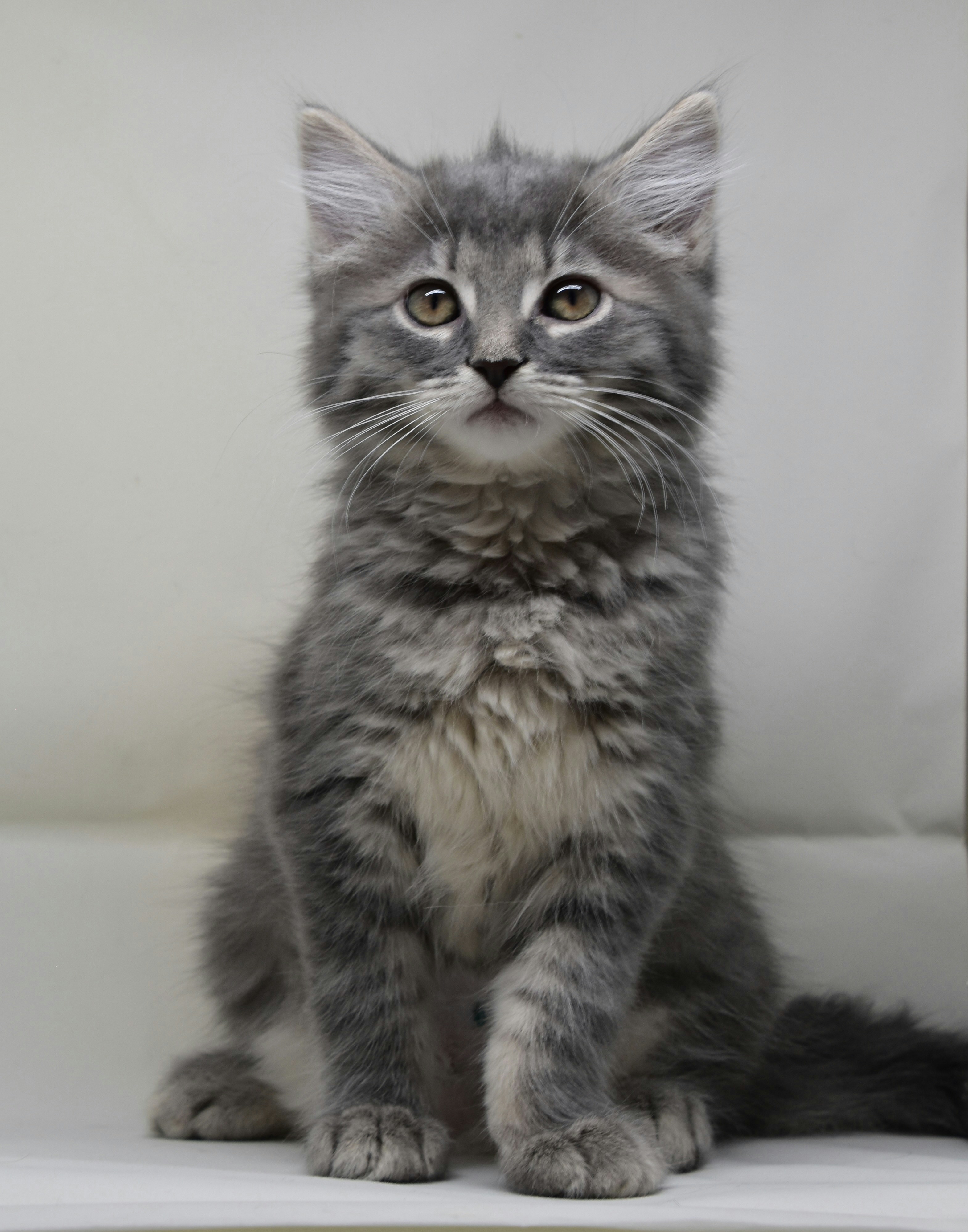 ein kleines graues Kätzchen, das auf einem weißen Regal sitzt