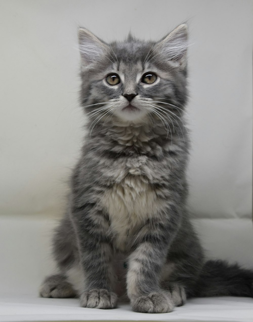 a small gray kitten sitting on top of a white shelf