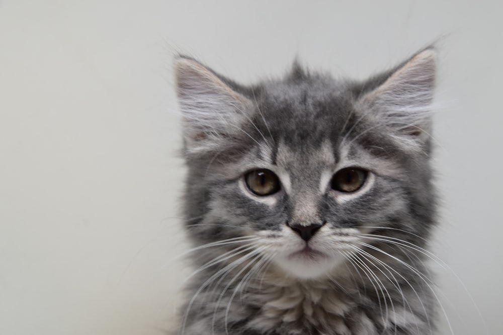 a small gray kitten sitting on top of a table