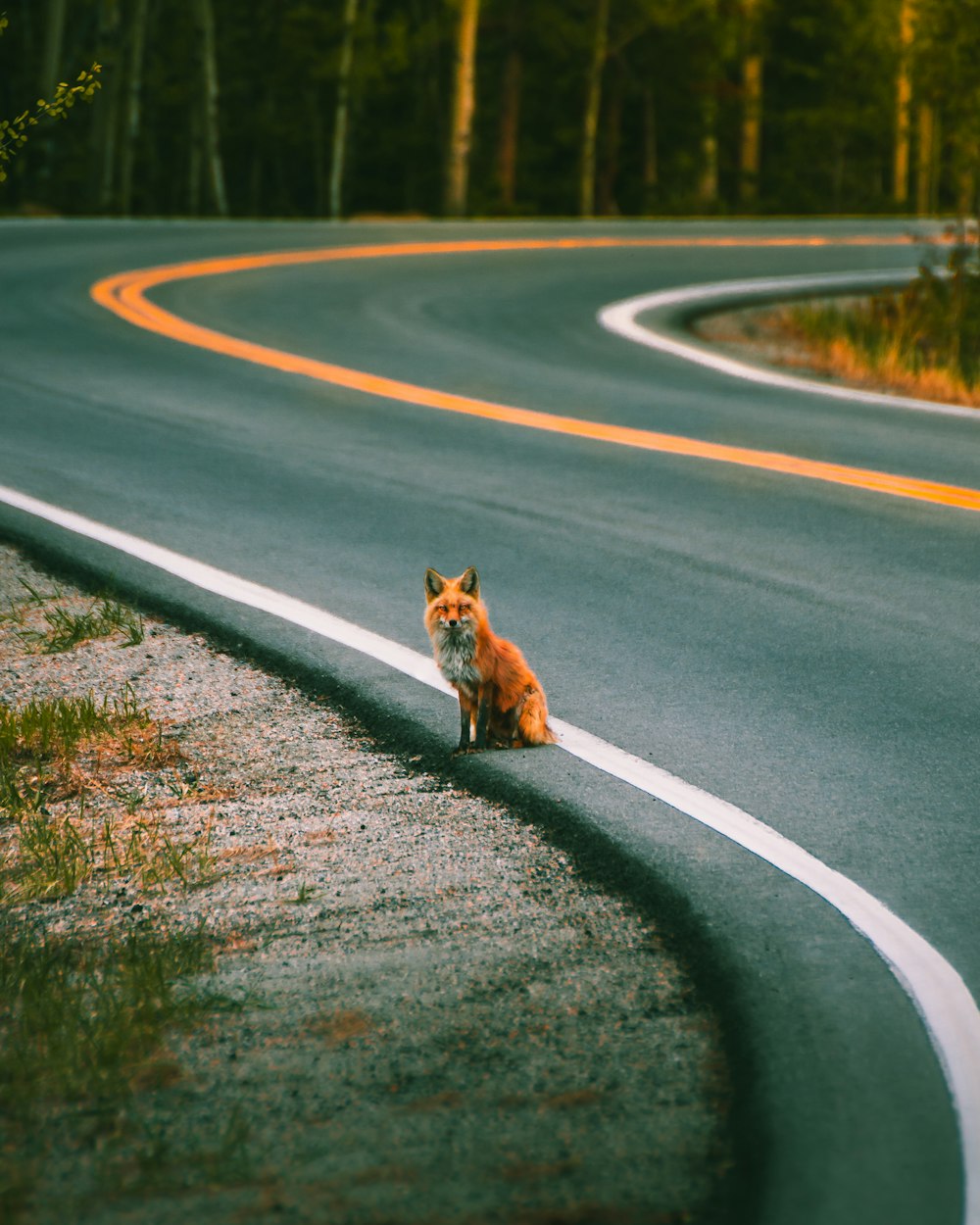 a red fox sitting on the side of a road