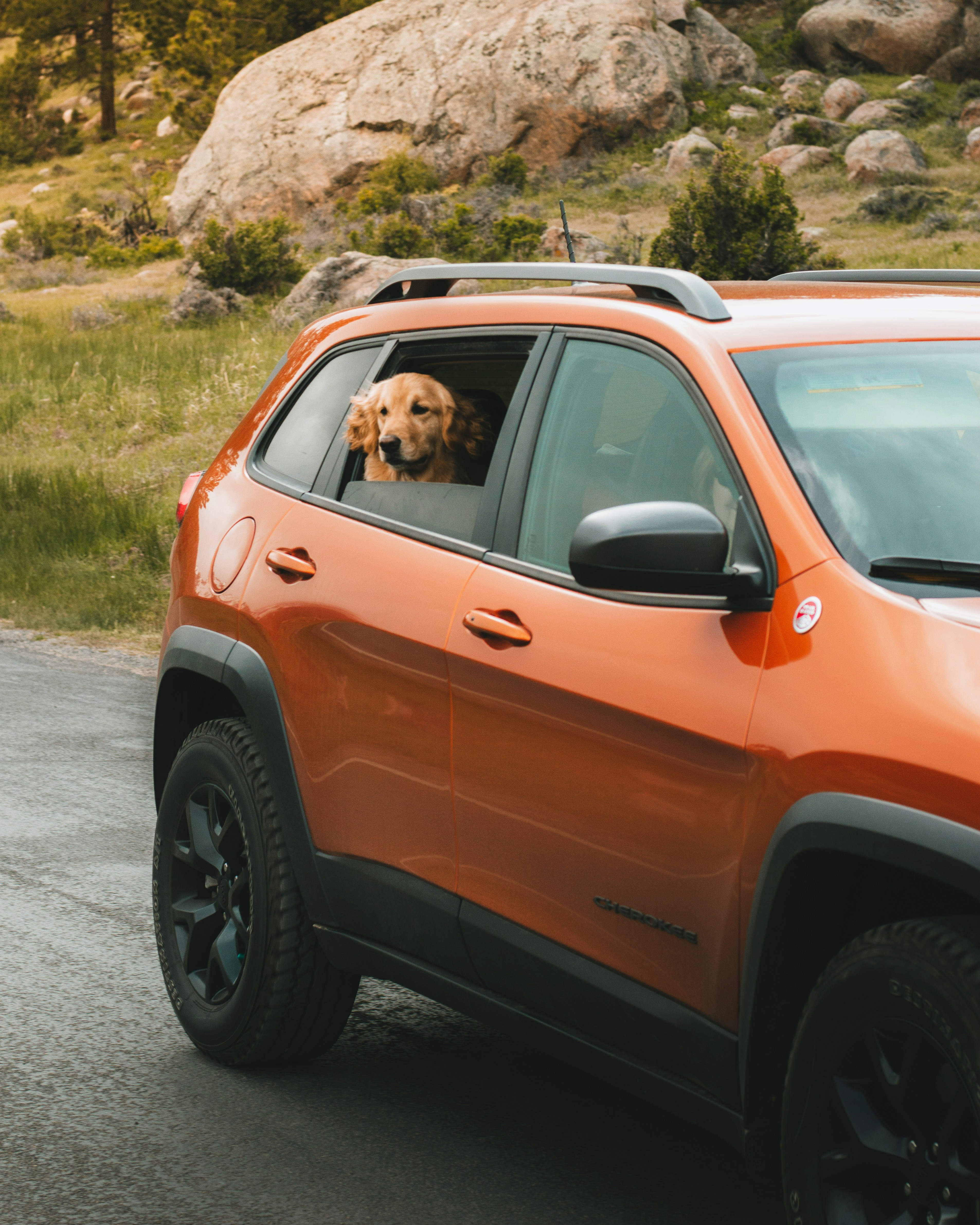 a dog sticking its head out the window of a jeep