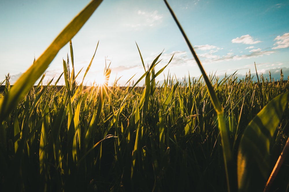 a field of grass with the sun in the background