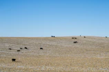 Farm workers gently tending to healthy cattle under clear blue skies