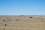 A gently sloping agricultural field with a light dusting of snow on the ground, where several black cattle are grazing. The clear blue sky meets the horizon, creating a serene landscape.