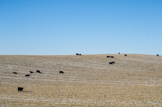 A peaceful cattle farm in São Paulo with grazing bovines under a clear blue sky.