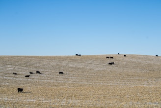 A gently sloping agricultural field with a light dusting of snow on the ground, where several black cattle are grazing. The clear blue sky meets the horizon, creating a serene landscape.