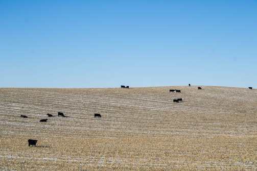A peaceful cattle farm in São Paulo with grazing bovines under a clear blue sky.