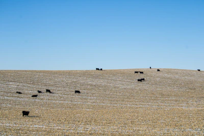 Farm workers gently tending to healthy cattle under clear blue skies