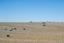 A gently sloping agricultural field with a light dusting of snow on the ground, where several black cattle are grazing. The clear blue sky meets the horizon, creating a serene landscape.