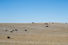 A gently sloping agricultural field with a light dusting of snow on the ground, where several black cattle are grazing. The clear blue sky meets the horizon, creating a serene landscape.