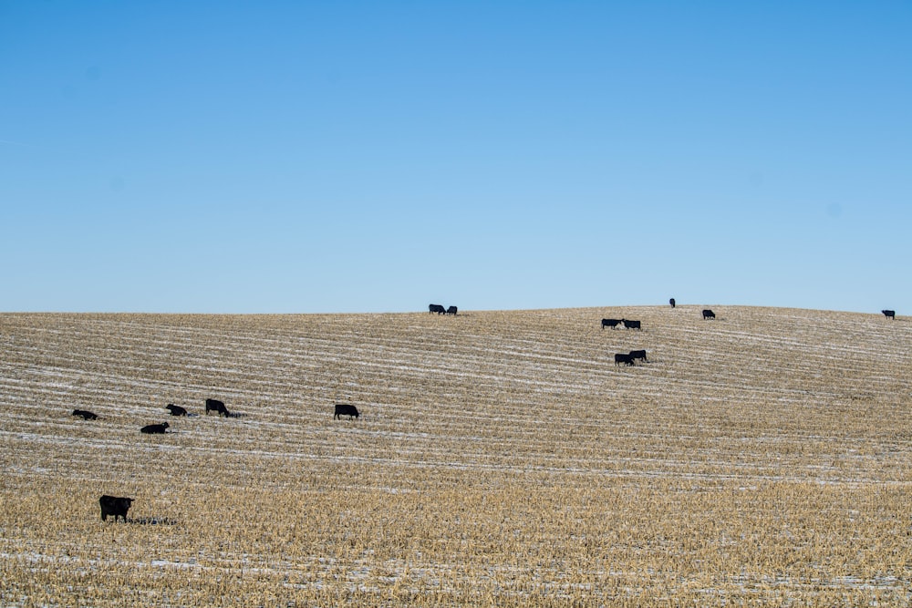 a herd of cattle standing on top of a dry grass field