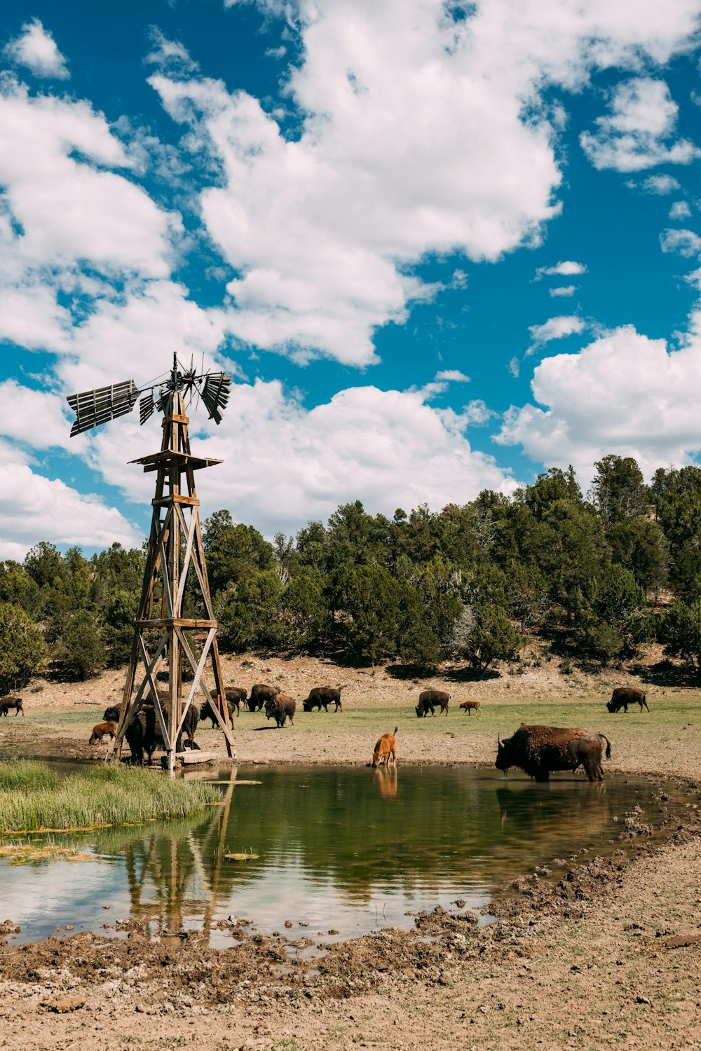 Un molino de viento en medio de un campo con vacas al fondo