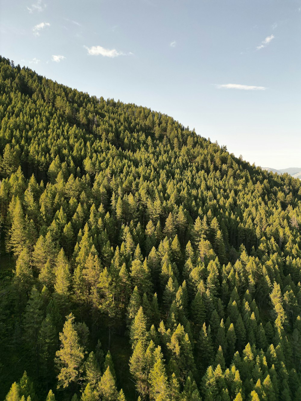 a very tall tree covered hill with lots of trees