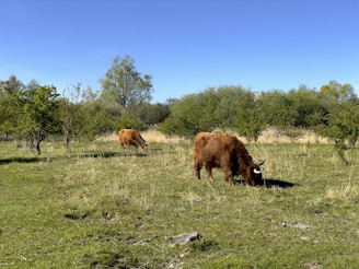 2 highland mixed cows in lush pasture blonde and brindle 