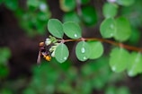 A close-up view of a hornet clinging to a thin branch with small green leaves, which have droplets of water on them. The background is blurred, showcasing lush greenery.