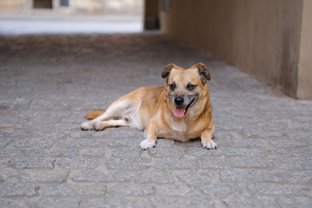a brown dog laying on a sidewalk next to a building
