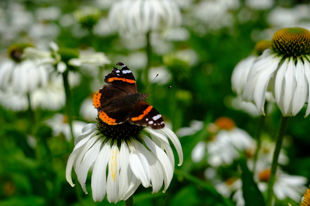 a red and black butterfly sitting on a white flower