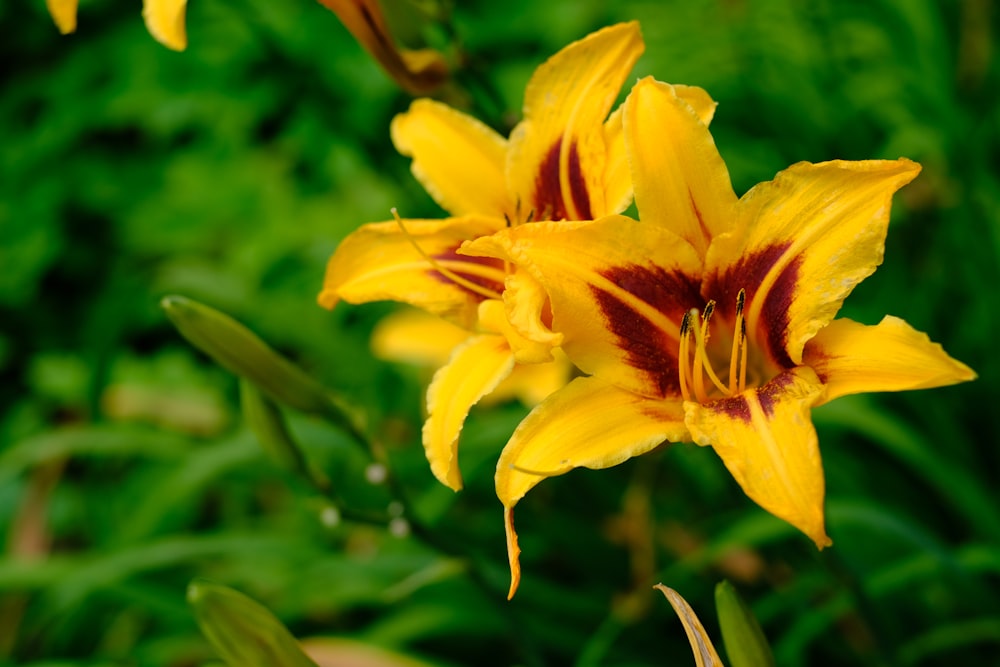 a close up of a yellow and red flower