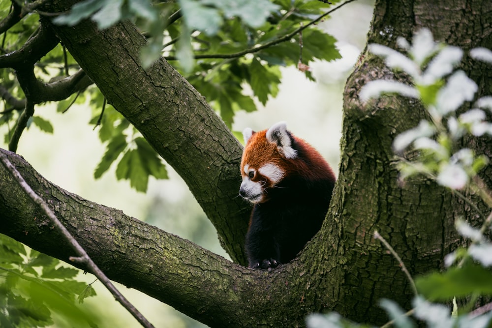 a red panda sitting on a tree branch