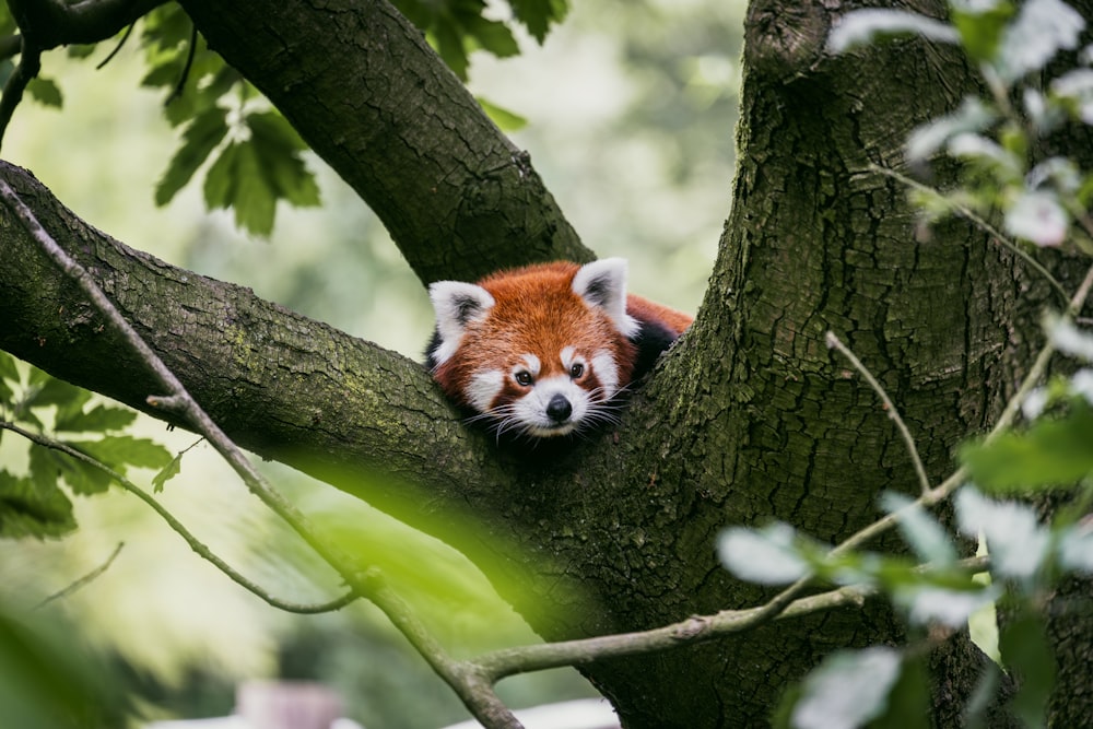 a red panda sitting on top of a tree branch