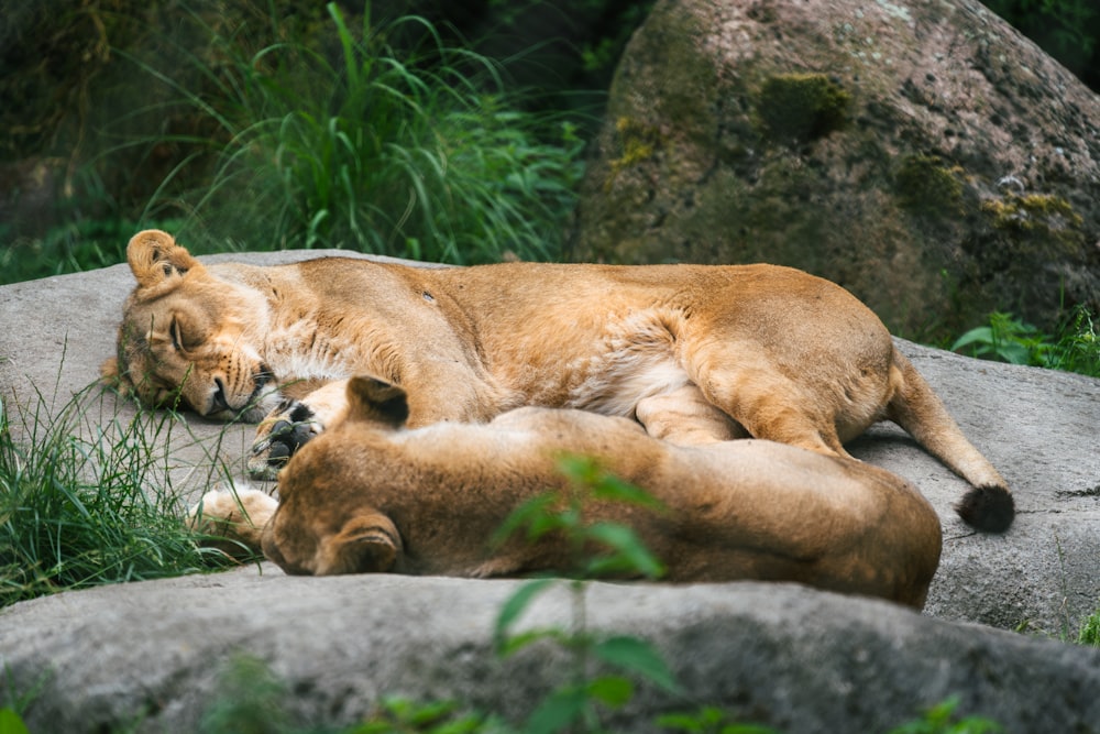 a couple of lions laying on top of a rock