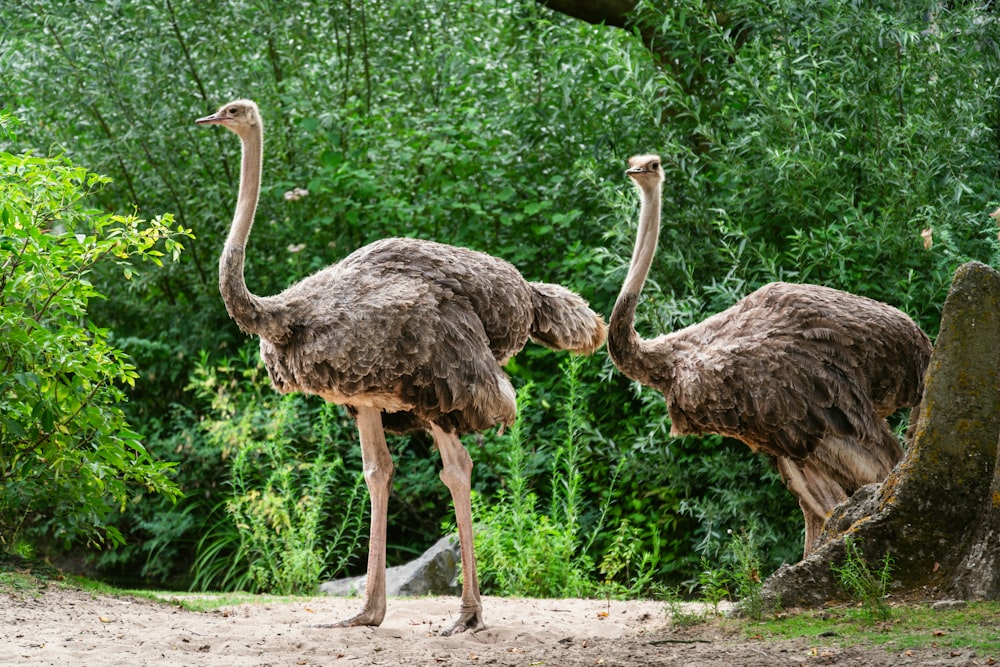 two ostriches standing next to each other near a tree